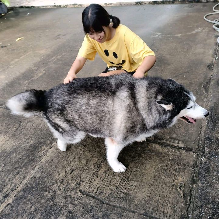 Pysza & Moosup