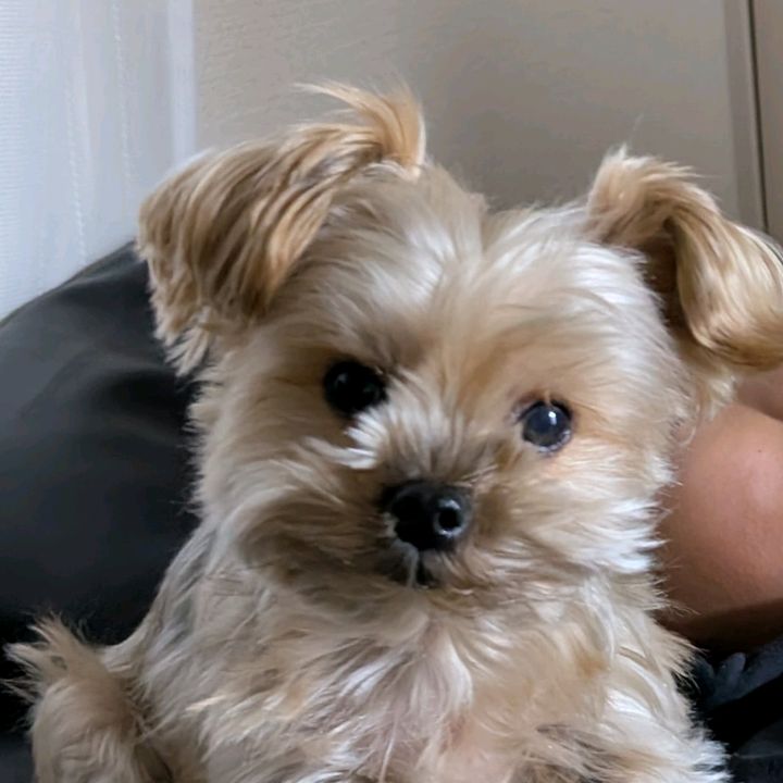 ABBY
