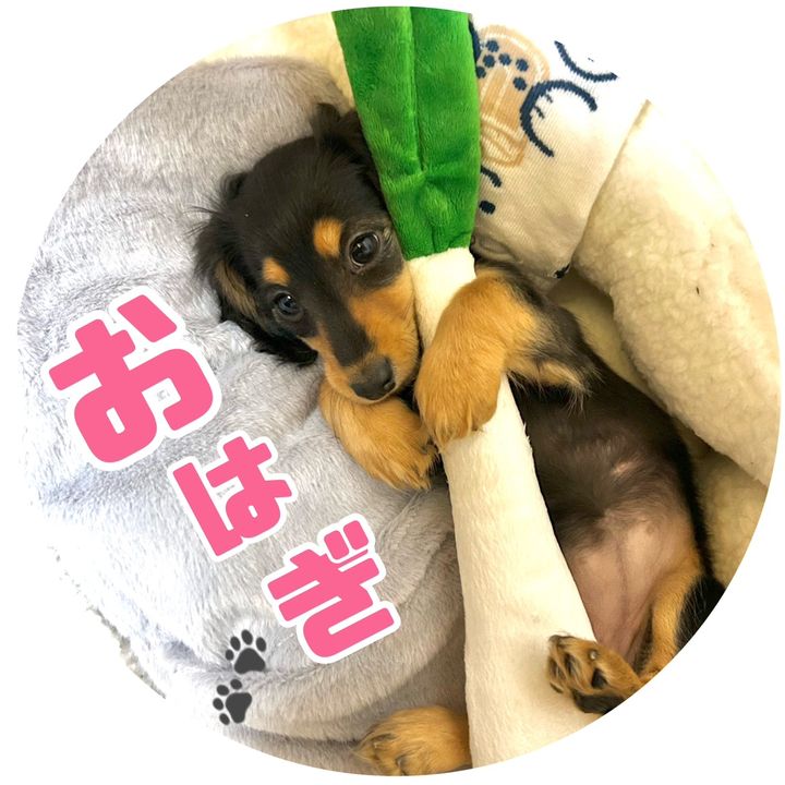 鹿島家の日常🐶