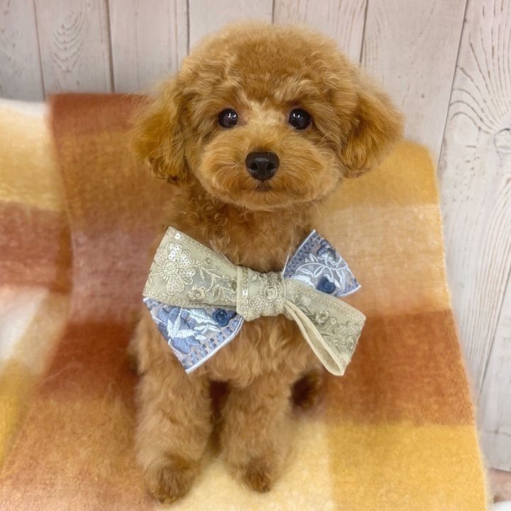 トイプーのろあガキくん🐾