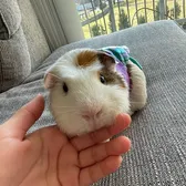 sophiatheruler