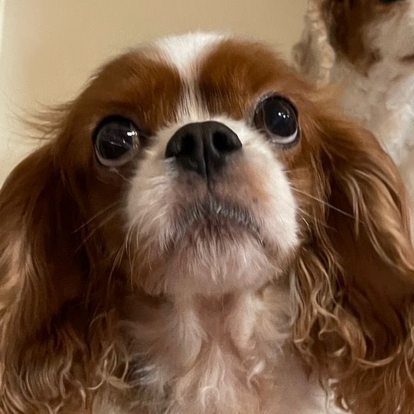 pumpkin.cutedogs