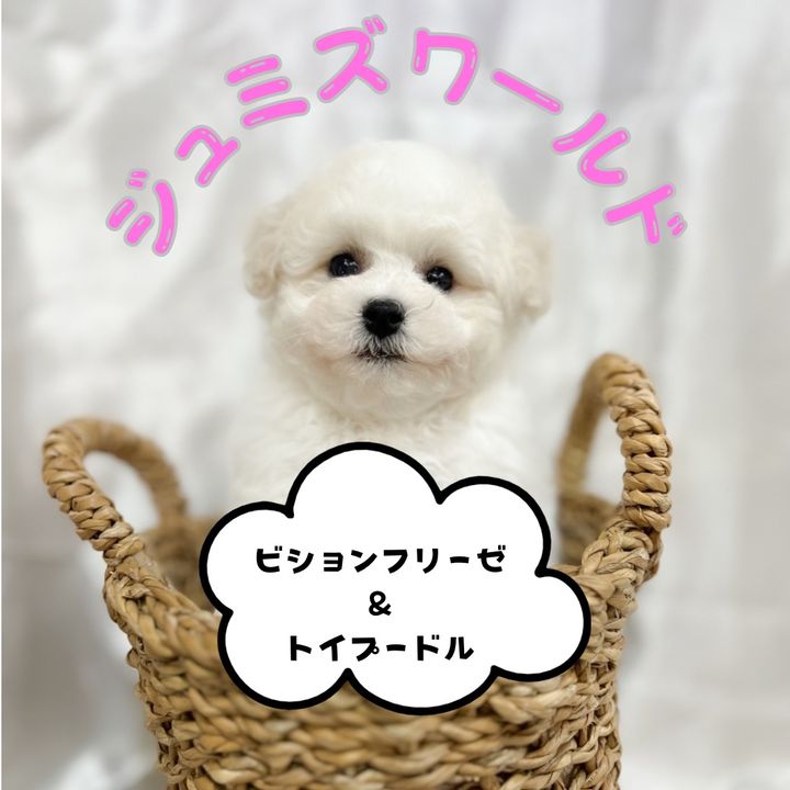 ジュミズワールド