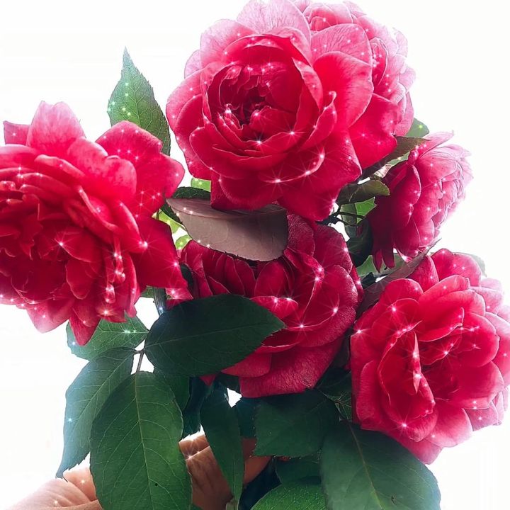 𝓡𝓸𝓼𝓮 🌹