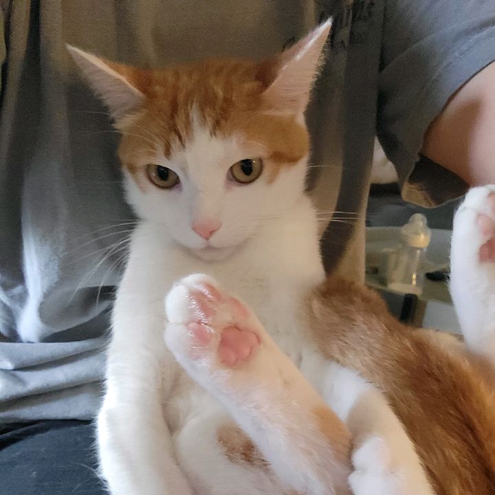 Snawtty