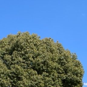 ん