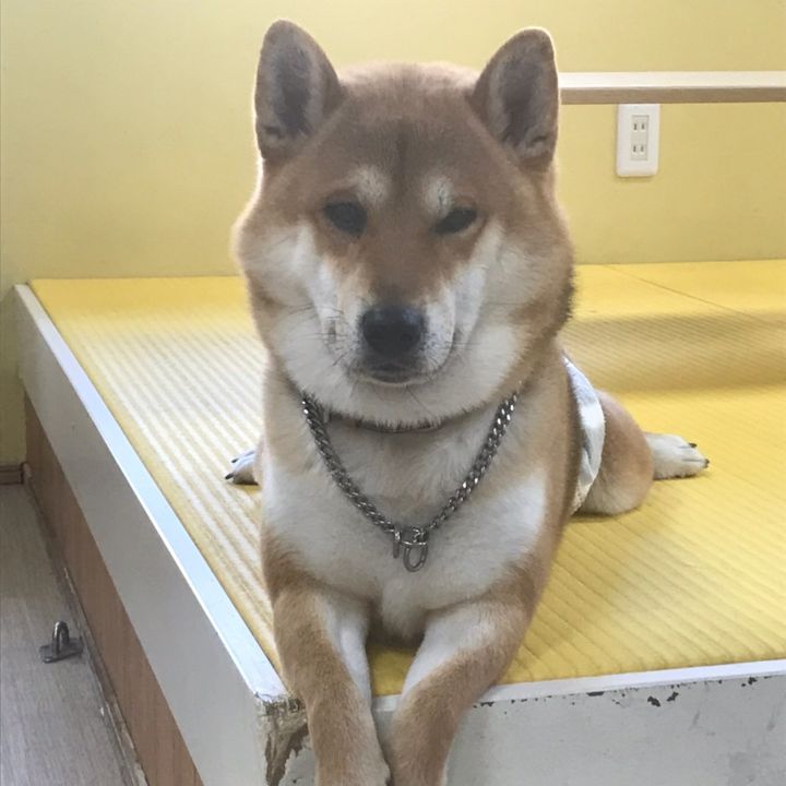めぅめう（｡･ω･｡）