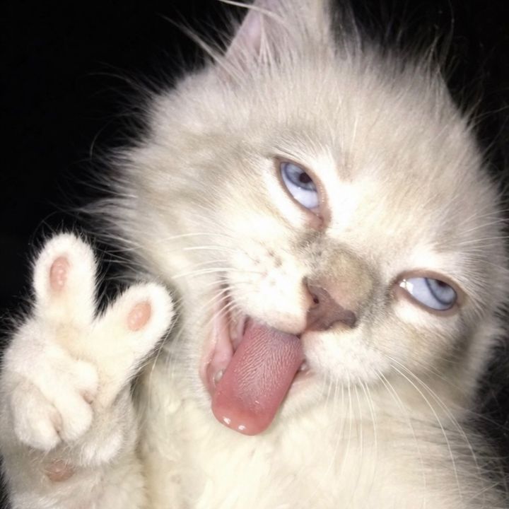 𝓕𝓪𝓲𝓲 𝓚𝓪𝓷𝓸𝓴𝔀𝓪𝓷🌙✨