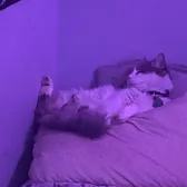 teddy
