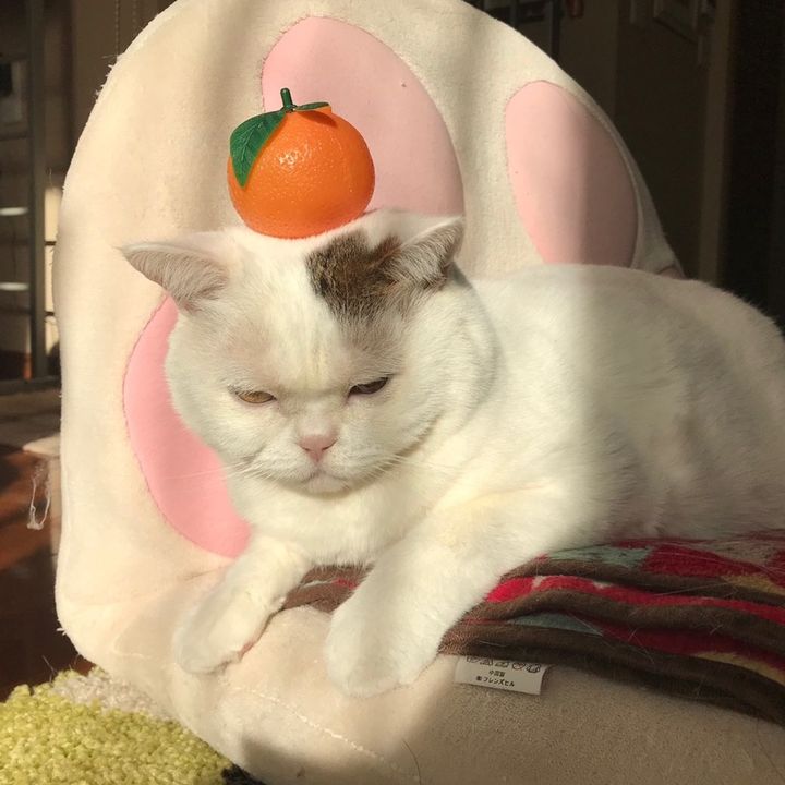 HARU🐈