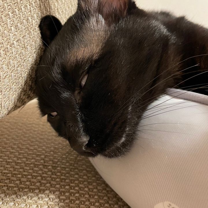 ジジの家