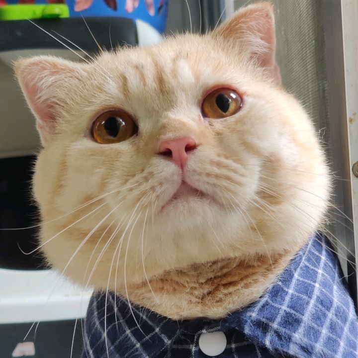 มาเวลแมวอ้วน 😻