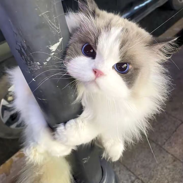 ツェリーン