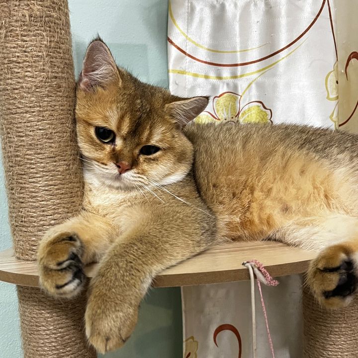 • LeoMeow