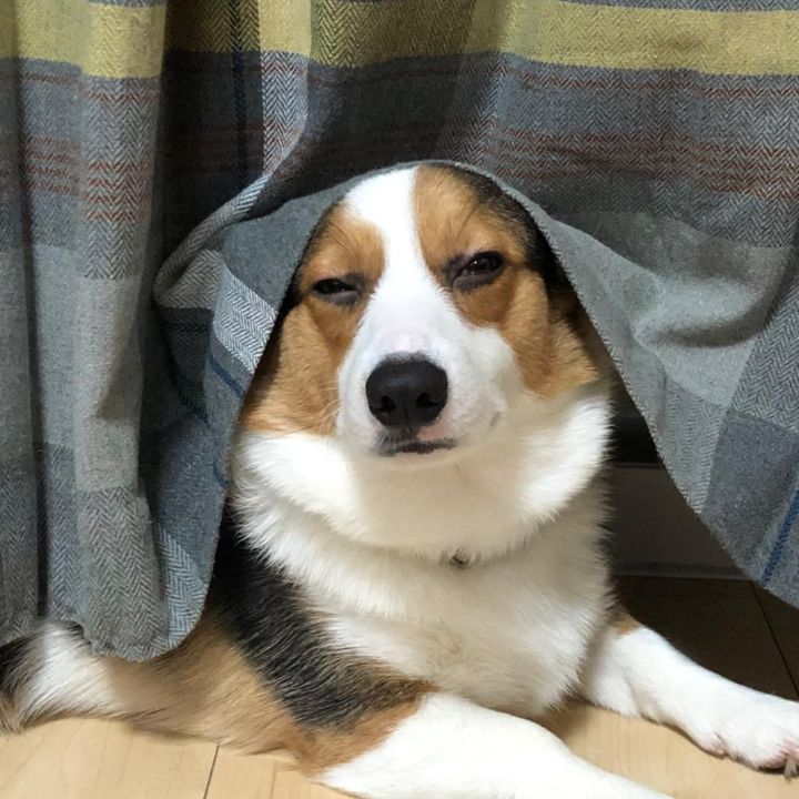 コーギーのバン君