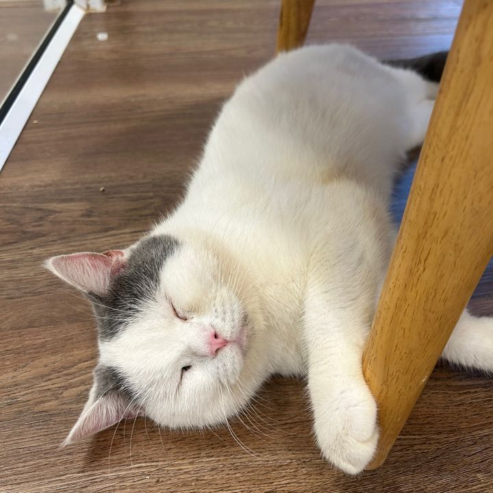 อยากเกิดเป็นแมว😾