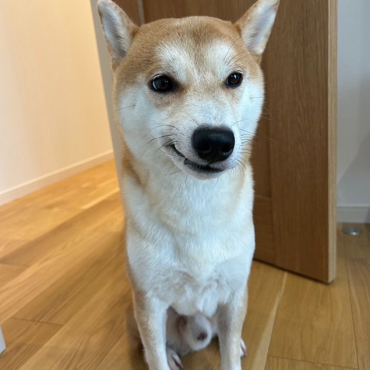 柴犬おみそ
