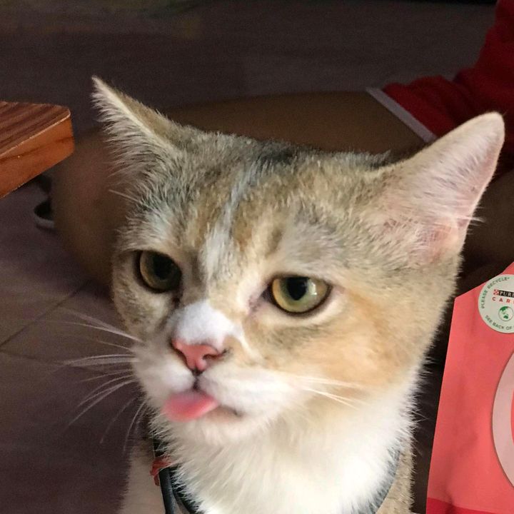 ส้มป่อย สินค้าสัตว์เลี้ยง😻