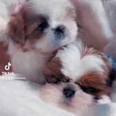 Shih Tzu Puppies in Maryland
