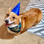 Hamilton the Corgi