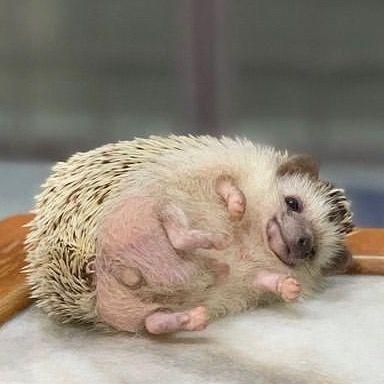 ボフミ