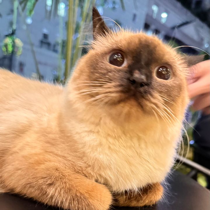 Anais