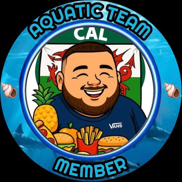 🐉🍍Callwyn🤍🐉🏴󠁧󠁢󠁷󠁬󠁳󠁿