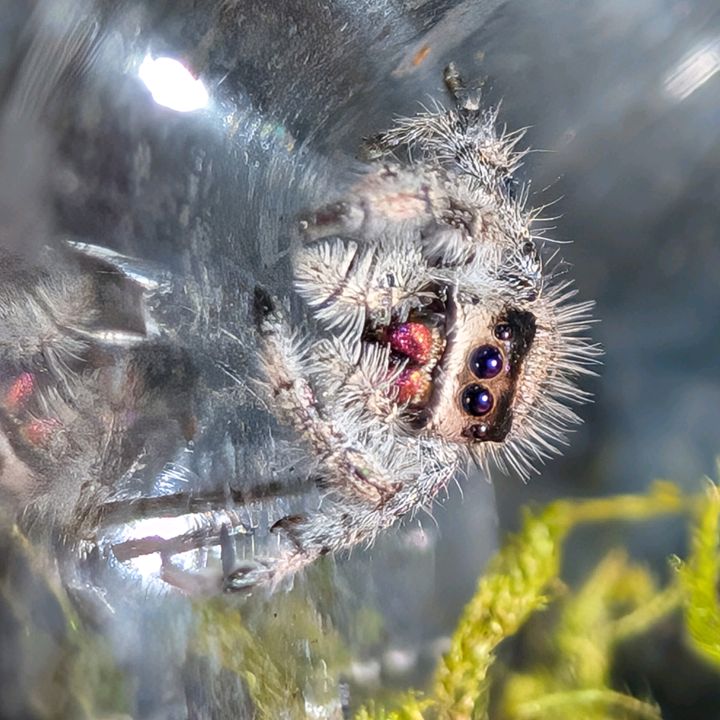 Ericka🕷️🐍🦎