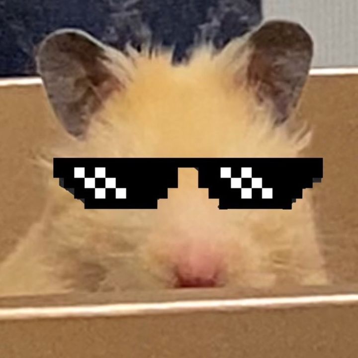 ハムスターファミリー🐹