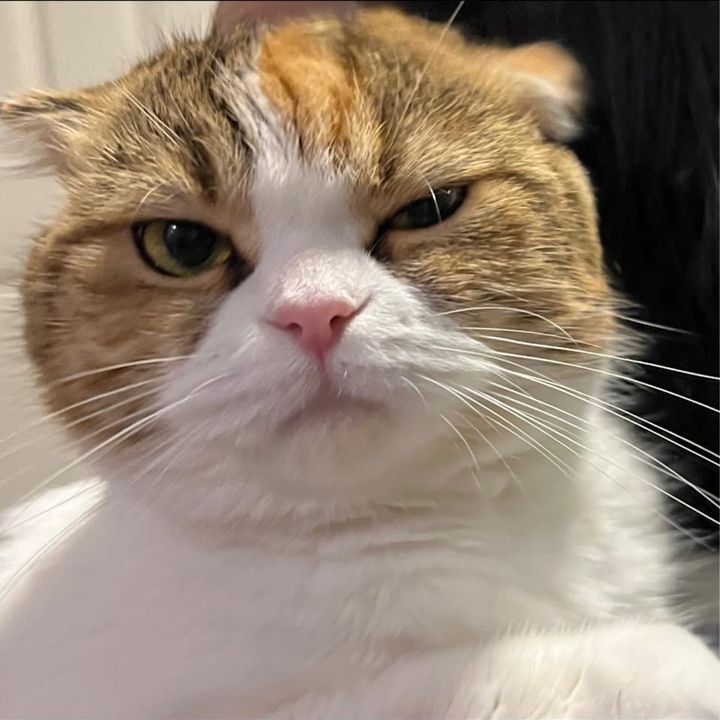 โลโก้เดอะแคท