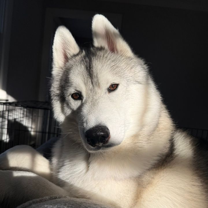 Keo The Husky
