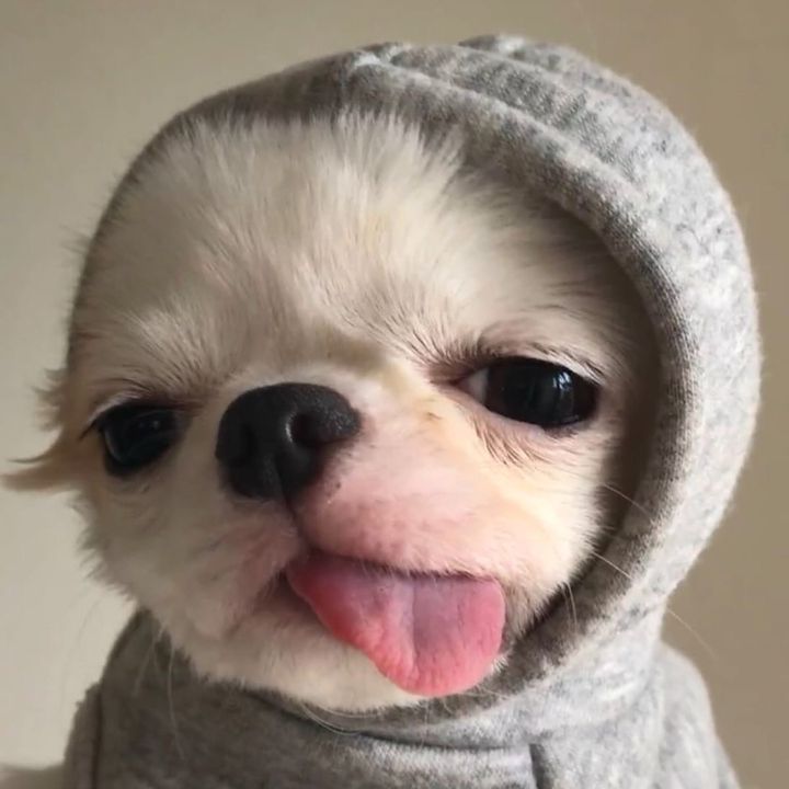 sha