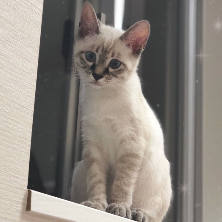 🍼🐱❤️