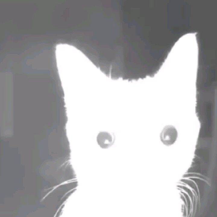 แมวเปส