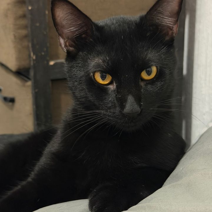 Salemtheblackcat