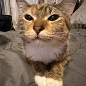 UltimateAlexis🐾