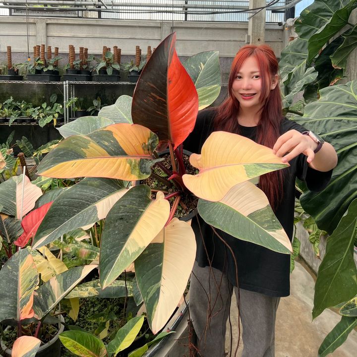 NI SA Plant 🌱🌿
