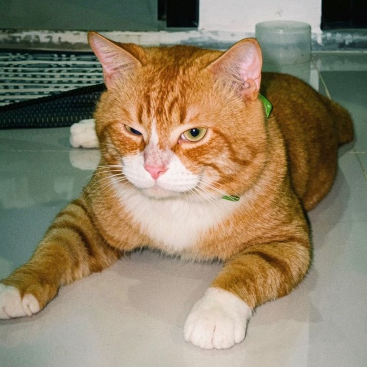 abang si dinsoscing