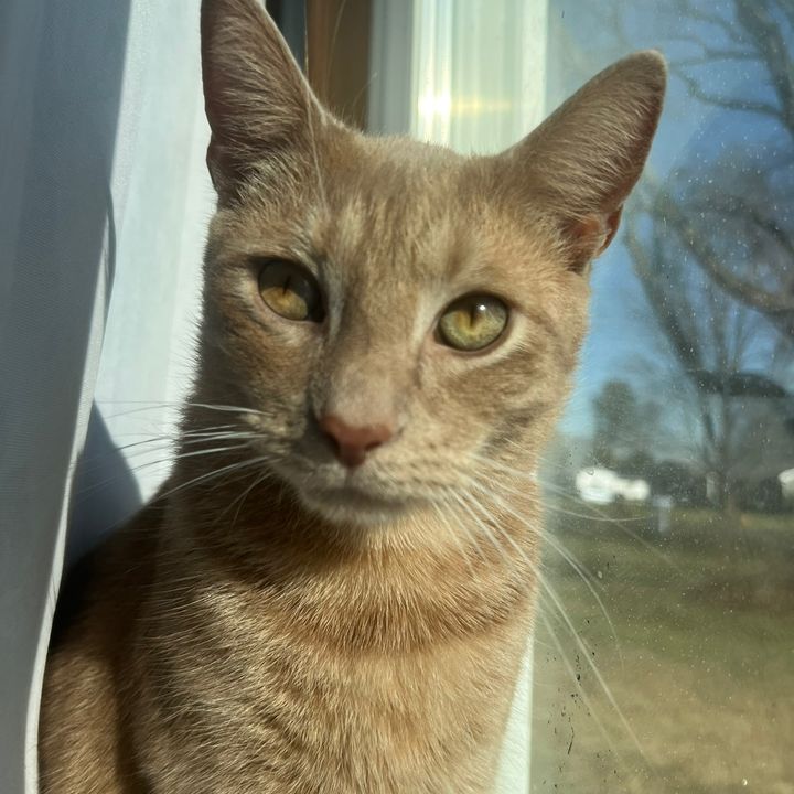 fobiacswky