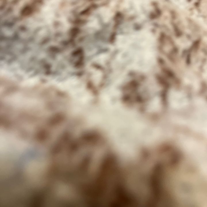 Will Sandmann