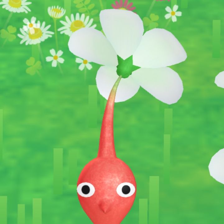 葵