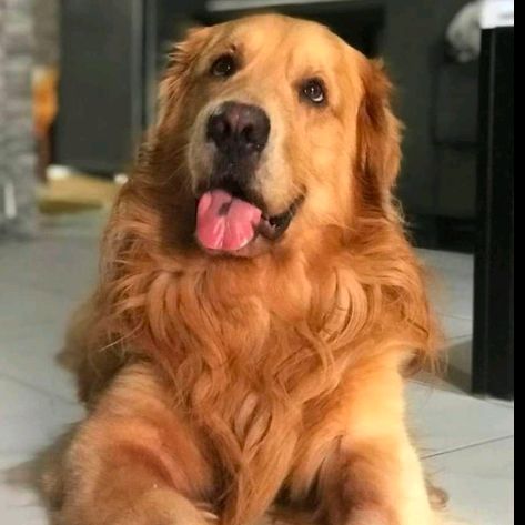 Golden Retriever Philippines