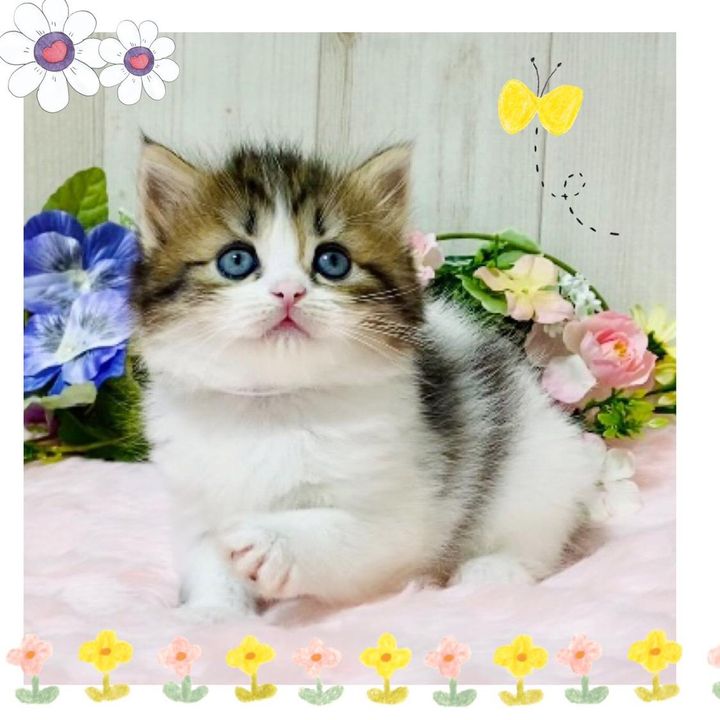 トコちゃん
