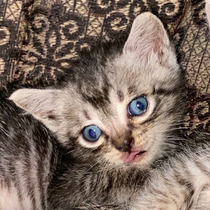 luffythecat_02