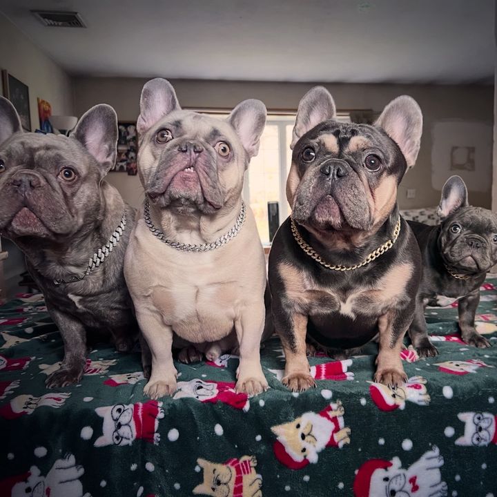 FrenchieMama