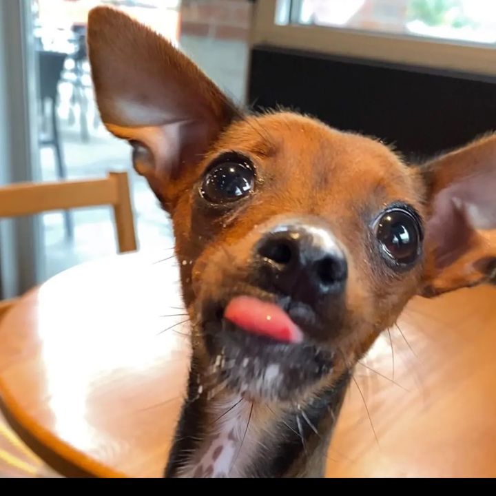 bellarellafartsmella
