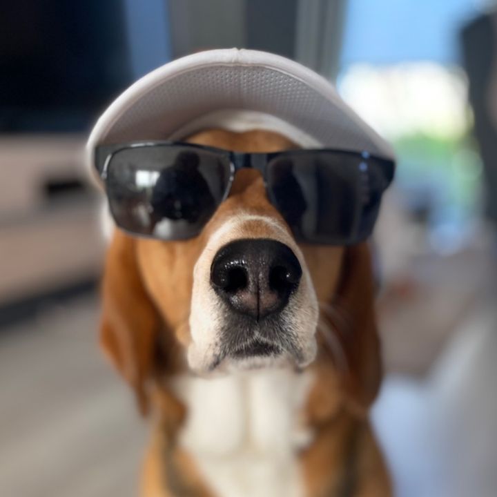 BeagleMila