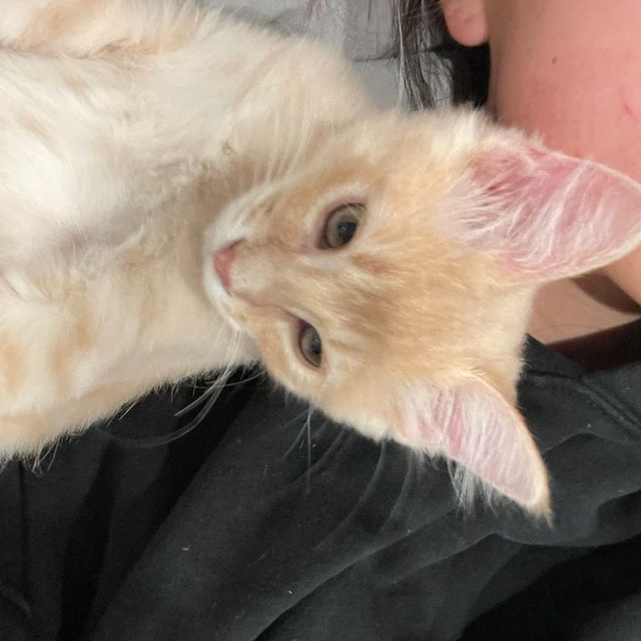 bob