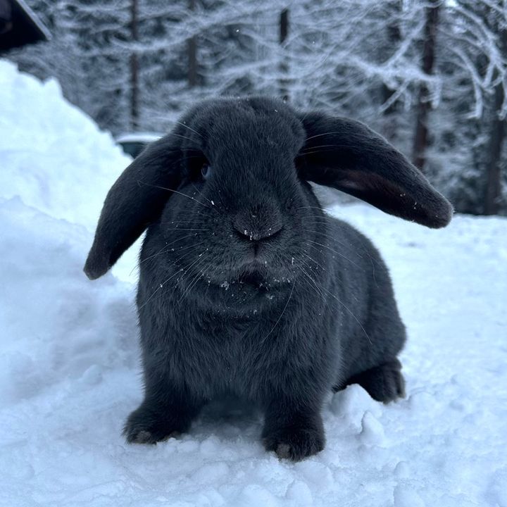 DoudouTheBlueBunny