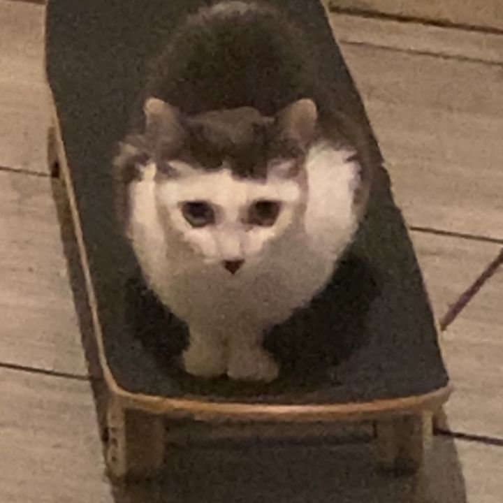 Kota